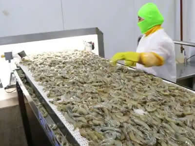 进口虾全年数据出炉！量减价增！2025共进口90万吨！哪些产区大减量？哪些异军突起？