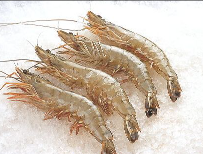 20260124湛江水产品工厂收购每周报价