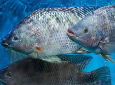 20260207广东脆罗非工厂收购每周报价