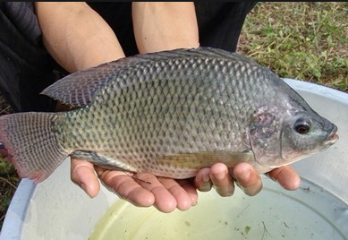 20260207广东罗非鱼工厂收购每周报价