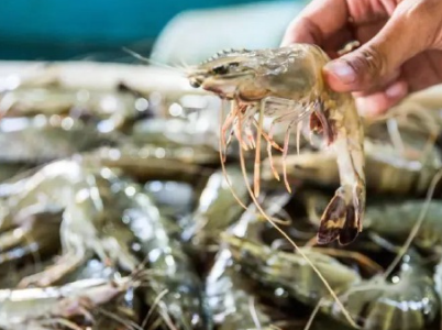 中国消费升级拉动越南对虾及龙虾出口需求