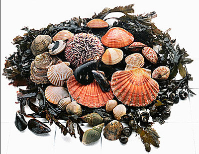 2025年贝类产品价格监测分析报告