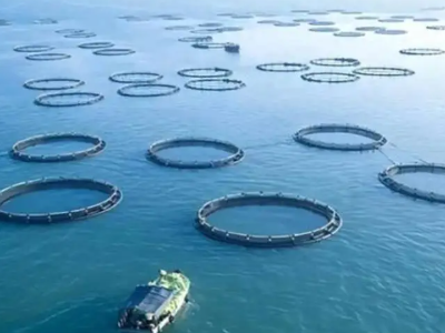 海洋牧场：从传统养殖到“蓝色粮仓”，背后藏着什么机会？