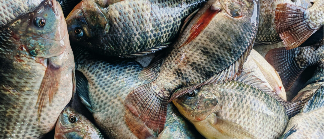 前两月出口额飙升242%！越南罗非鱼迎来“开门红”，巴西市场贡献近半