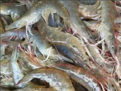 农业农村部发布2026年南美白对虾供需预警